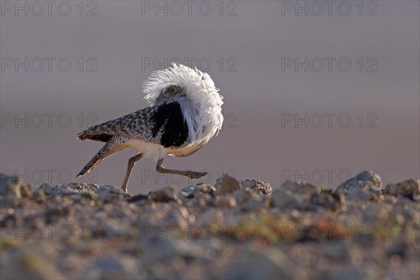 Saharan Houbara Bustard (Chlamydotis undulata fuertaventurae), mating male, Fuerteventura, Spain, Europe