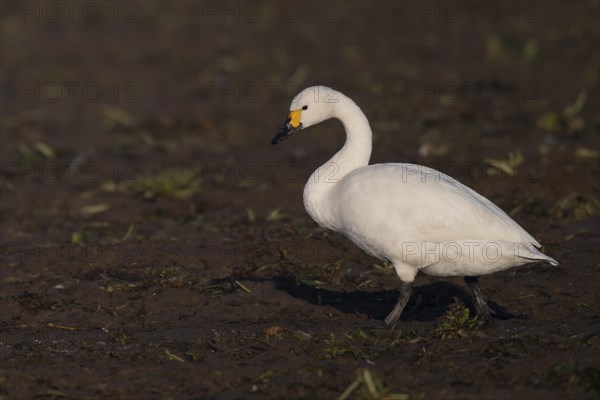 Tundra Swan, Texel, Netherlands