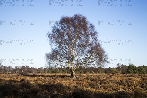 Single silver birch tree, Betula pendula, standing alone in winter heathland, Suffolk, Sandlings, Sutton, Suffolk, England, UK
