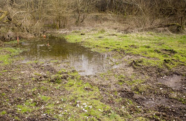 Mesolithic archaeological site of Blick Mead springs, Amesbury, Wiltshire, England, UK