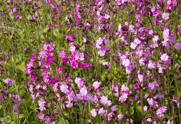 Red campion, Silene dioica, flowering chalk upland grassland Salisbury Plain, near Tilshead, Wiltshire, England, UK