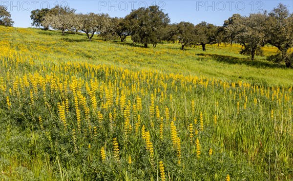 Yellow flowers of lupin plants, Lupine Albus in a field with cork oak trees, Quercus suber, near Viana do Alentejo, Portugal, Southern Europe, Europe