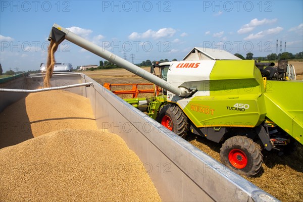 Grain harvest near Hockenheim, Baden-Wuerttemberg