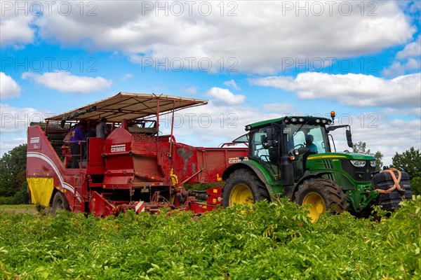 Agriculture harvest of industrial potatoes in the Palatinate. In contrast to table potatoes, these potatoes are processed into crisps, French fries, etc. (Schifferstadt, Germany, 08/07/2022), Europe