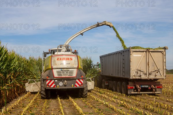 Rhineland-Palatinate, Germany: Maize harvesting (maize chopping) for the Alexanderhof biogas plant in Hochdorf-Assenheim