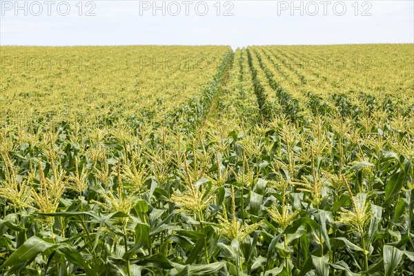 Crop of sweetcorn growing in hillside field, Butley, Suffolk, England, UK