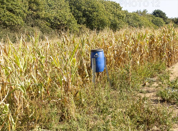 Blue bird feeder bin in sweet corn patch of field for feeding game birds such as pheasants, Freston, Suffolk, England, UK