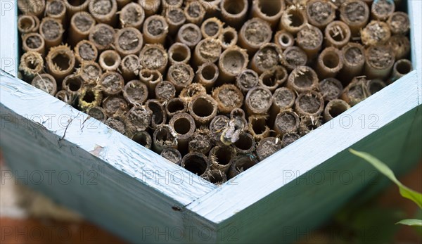 Mason bee, species of bees, genus Osmia, family Megachilidae, nest building