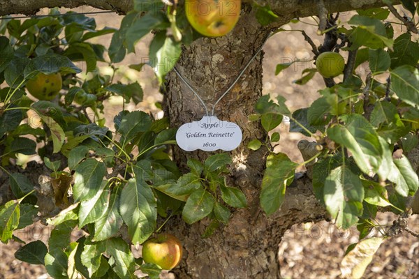 Apple variety Golden Reinette from 1600 in the walled organic Kitchen Garden, Audley End House, Essex, England, UK