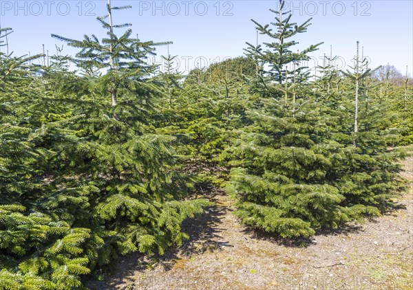 Nordmann Fir Christmas trees, Abies nordmanniana, at Swanns plant nursery, Bromewell, Suffolk, England, UK