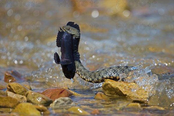 Dice snake (Natrix tessellata) on its way to the shore with preyed round goby (Neogobius melanostomus), Danube Delta Biosphere Reserve, Romania, Europe