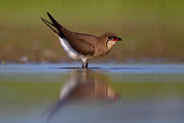 Collared pratincole (Glareola pratincola), Danube Delta Biosphere Reserve, Romania, Europe