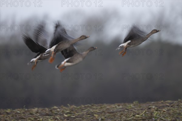 Bean goose (Anser fabalis), Texel, Netherlands