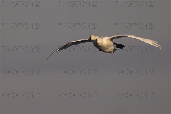 Tundra Swan, Texel, Netherlands