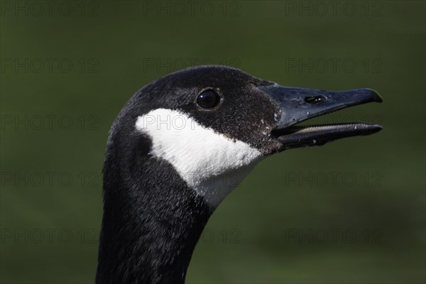 Head of Canada goose (Branta canadensis), portrait, teeth, detail, white, black, Moenchbruch, Frankfurt, Main, Hesse, Germany, Europe