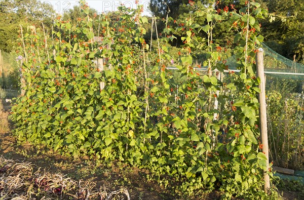 Runner beans, Phaseolus coccineus, red flowers growing in summer allotment, Shottisham, Suffolk, England, UK