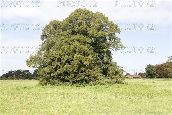 Common lime tree standing alone in field late summer early autumn, Sutton, Suffolk, England, United Kingdom, Europe