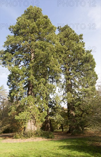 Wellingtonia tree, sequioadendron giganteum, National arboretum, Westonbirt arboretum, Gloucestershire, England, UK