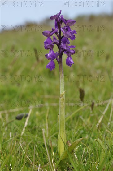 Orchis mascula in a meadow