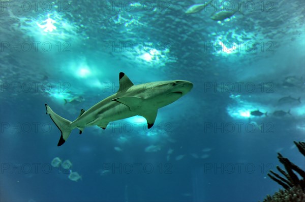 Shark in saltwater aquarium, Lisbon, Lisboa in Portugal