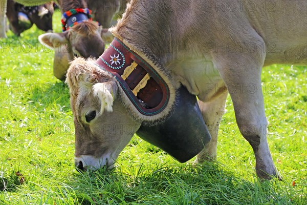 Traditional cattle drive or cattle seperation . As here in the Allgaeu, the cattle are driven down into the valley after about a hundred days in the Alps (or mountain pastures) (Memhoelz district of Hupprechts, Allgaeu)