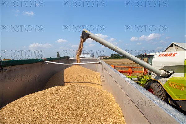 Grain harvest near Hockenheim, Baden-Wuerttemberg