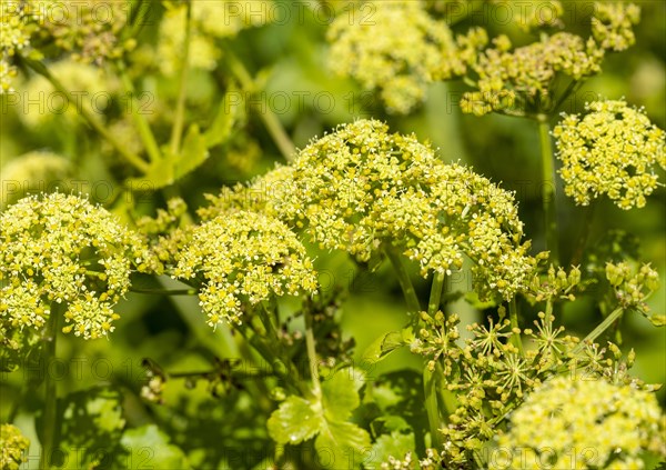 Macro close up of flowers of Alexanders plant, Smyrnium olusatrum, UK