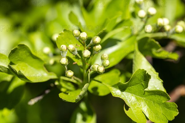 Macro close up hawthorn tree Crataegus monogyna bush flower buds and leaves