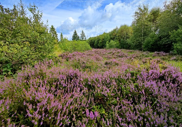 Flowering heather (Ericaceae), Hohes Venn, high moor, Monschau, North Rhine-Westphalia, Germany, Europe