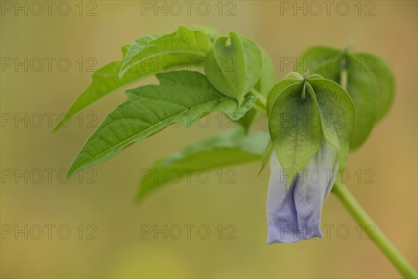 Bladder cherry (Physalis alkekengi), blossom, branch, nature photography, Wicker, Floersheim, Taunus, Hesse, Germany, Europe