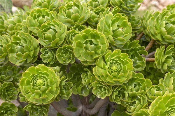 Sempervivum plant close up from above looking down, Cabo de Gata Natural Park, Almeria, Spain, Europe