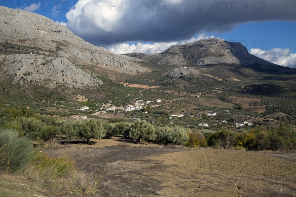 Olive trees near village of Aldea de Guaro, Periana, Axarquia, Andalusia, Spain limestone mountains