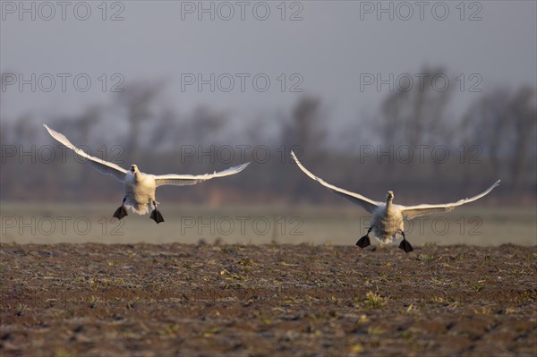 Tundra Swan, Texel, Netherlands