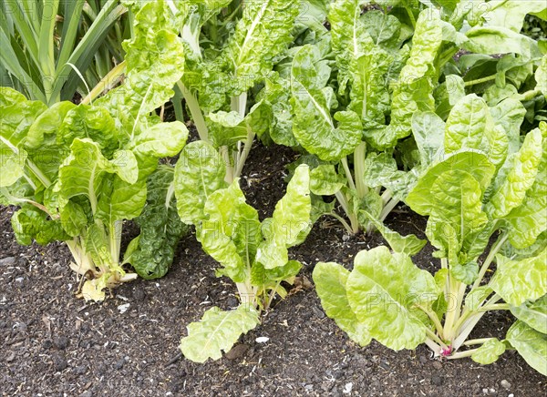 Hauser and Wirth art gallery garden, Durslade Farm, Bruton, Somerset, England, UK organic vegetables growing Swiss Chard