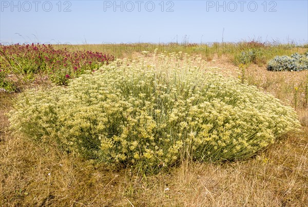 The Curry plant, Helichrysum italicum, Shingle Street, Hollesley, Suffolk, England, UK