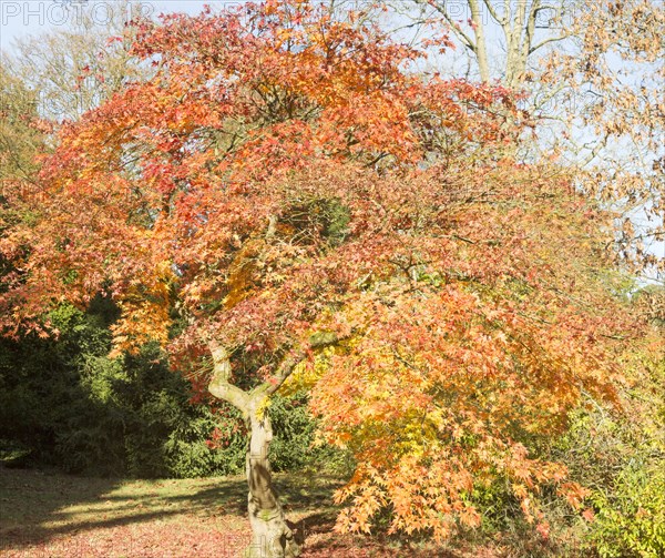 Japanese maple tree in autumn colour, Acer Palmatum, National arboretum, Westonbirt arboretum, Gloucestershire, England, UK