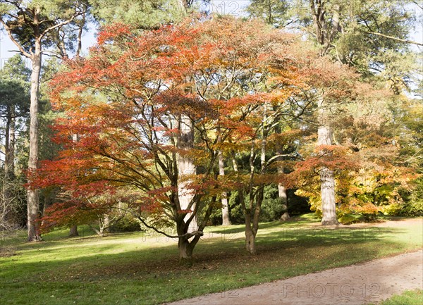 Japanese maple trees in autumn colour, Acer Palmatum, National arboretum, Westonbirt arboretum, Gloucestershire, England, UK