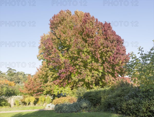 Liquidambar styraciflua, American sweetgum or redgum, in autumn leaf foliage, Woodbridge, Suffolk, England, UK
