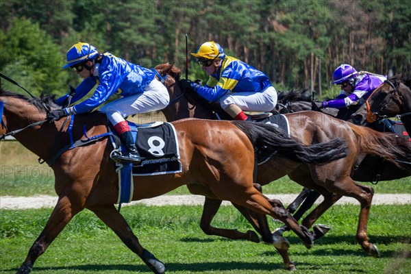 Race day at the racecourse in Hassloch, Palatinate. Prize of St. Hippolyt/Muehle Ebert & Gestuet Fohlenhof Hassloch (Category F, 2,200 metres)