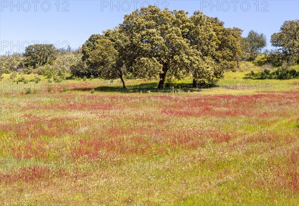 Countryside landscape of wildflower meadow and oak trees in springtime, near Castro Verde, Baixo Alentejo, Portugal, Southern Europe, Europe