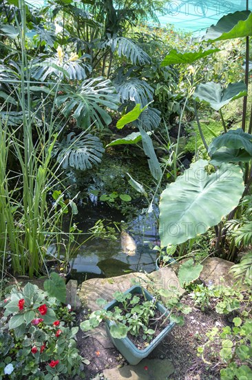 Inside the Butterfly House at Berkeley Castle, Gloucestershire, England, UK tropical rainforest environment