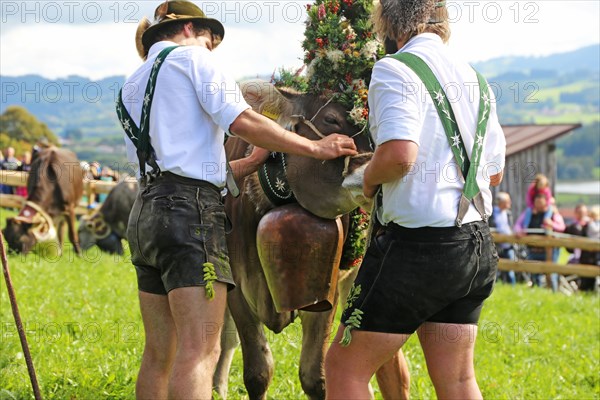 Traditional cattle drive or cattle seperation . As here in the Allgaeu, the cattle are driven down into the valley after about a hundred days in the Alps (or mountain pastures) (Memhoelz district of Hupprechts, Allgaeu)