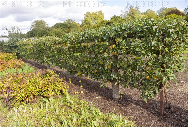 Apple variety Golden Reinette from 1600 in the walled organic Kitchen Garden, Audley End House, Essex, England, UK