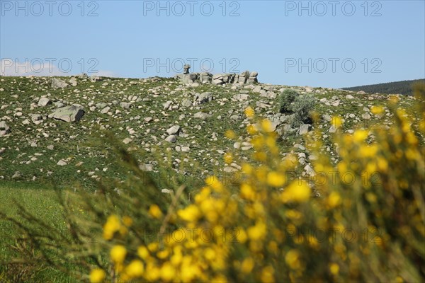 Stone landscape with rock formation and broom, landscape, mountains, bloom, Mont Lozere, Le Pont de Montvert, Cevennes, Massif Central, France, Europe