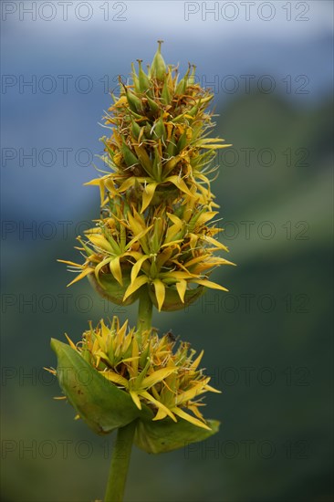 Great yellow gentian (Gentiana lutea), Hahnenkopf, Fontanella, Faschina, Vorarlberg, Alps, Austria, Europe