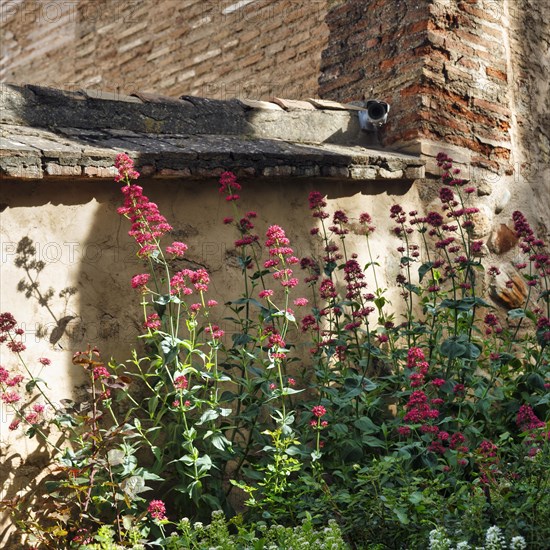 Red valerian (Centranthus ruber) in gardens, Generalife Gardens, Alhambra, Granada, Spain, Europe
