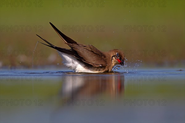 Collared pratincole (Glareola pratincola) bathing in the water, Danube Delta Biosphere Reserve, Romania, Europe