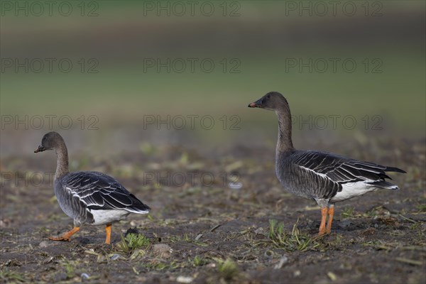 Bean goose (Anser fabalis), Texel, Netherlands