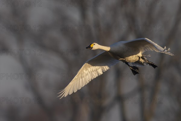 Tundra Swan, Texel, Netherlands