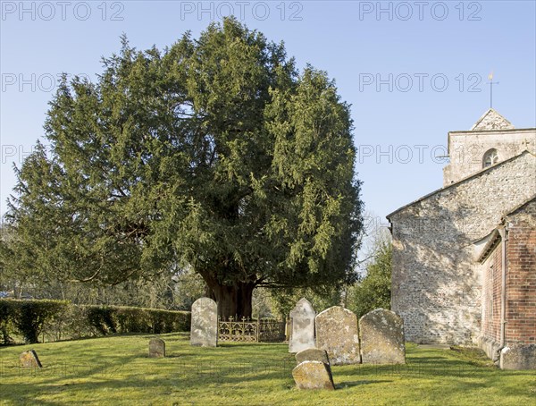 Ancient yew tree dated at 1700 years old All Saints Church, Alton Priors, Wiltshire, England, UK